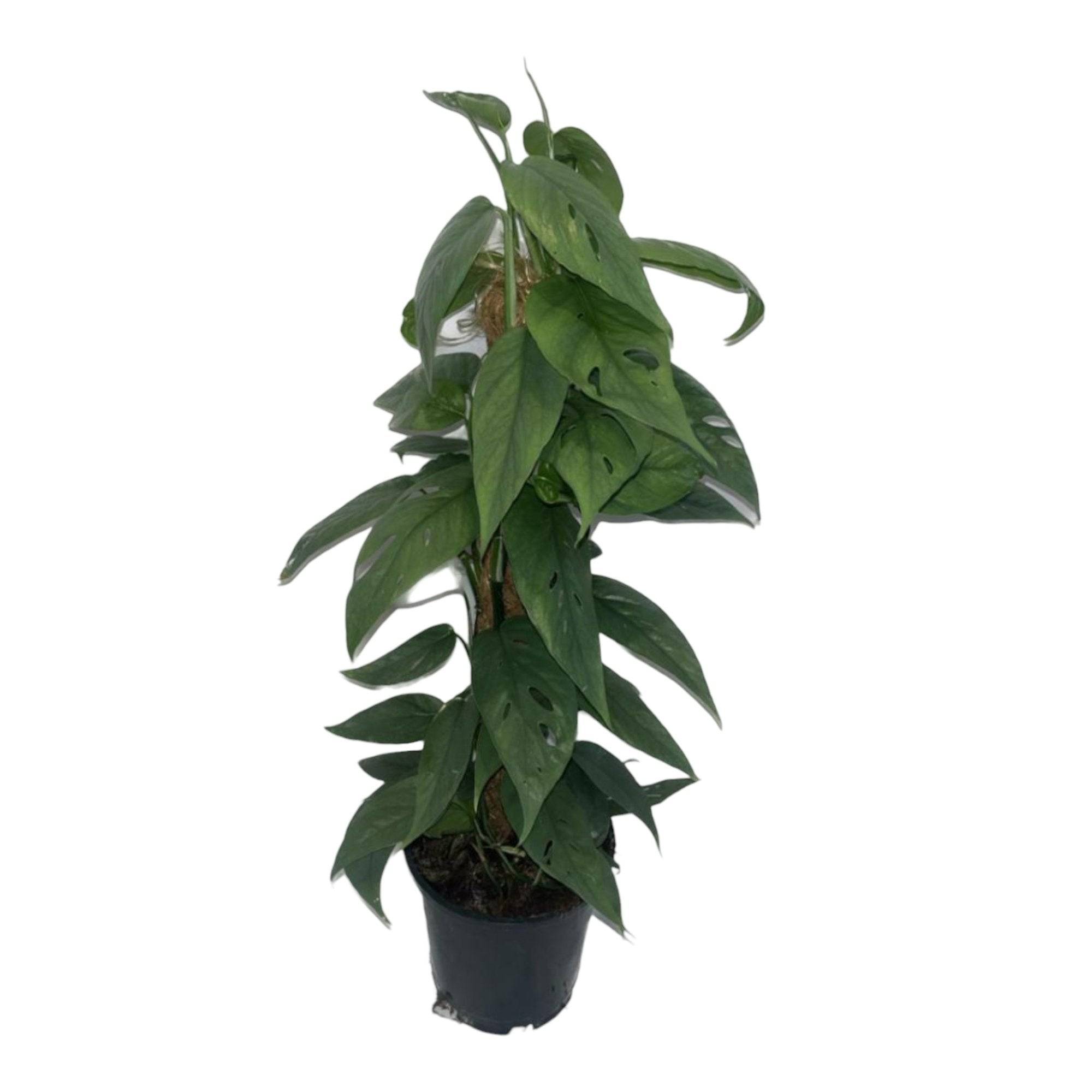 Epipremnum Cebu Blue 60cm - Plante d'intérieur- La Green Touch - Imagen 2