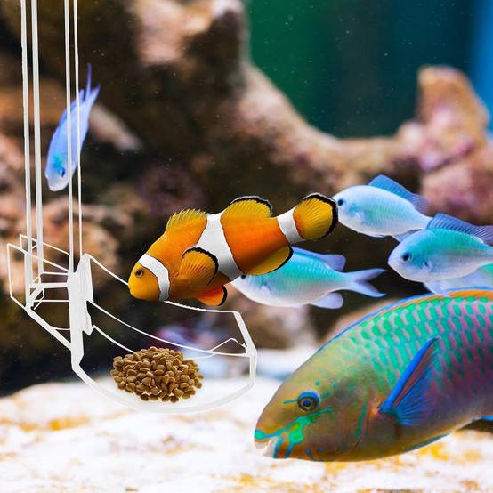 Plateau de Nourriture Transparent pour Aquarium & Crevettes M DtopbuyAge - Image 3