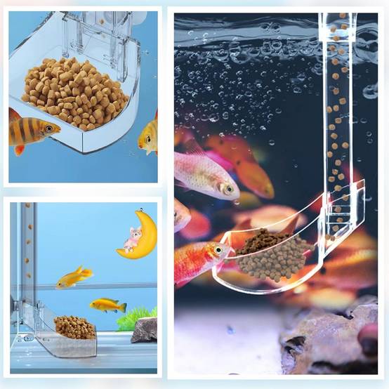 Plateau de Nourriture Transparent pour Aquarium & Crevettes M DtopbuyAge - Image 5
