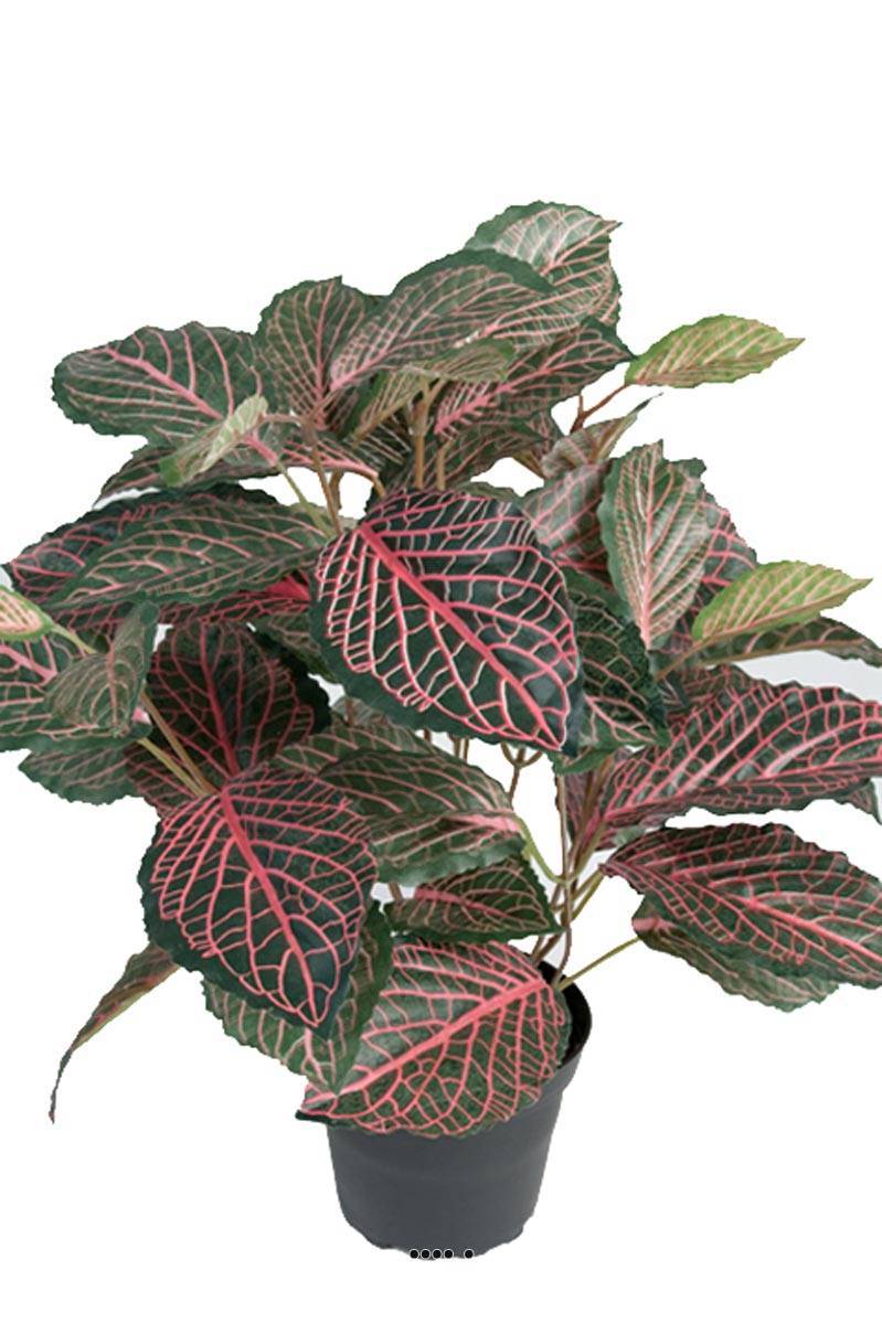 Artificielles - Fitonnia artificiel en pot, H 40 cm, D 40 cm Vert-rose - couleur: Vert-rose - Imagen 1