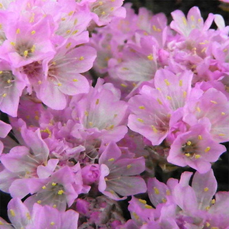 Promesse de Fleurs - Gazon d'Espagne, Armeria juniperifolia, Armérie à feuilles de genévrier Godet de 8/9 cm
