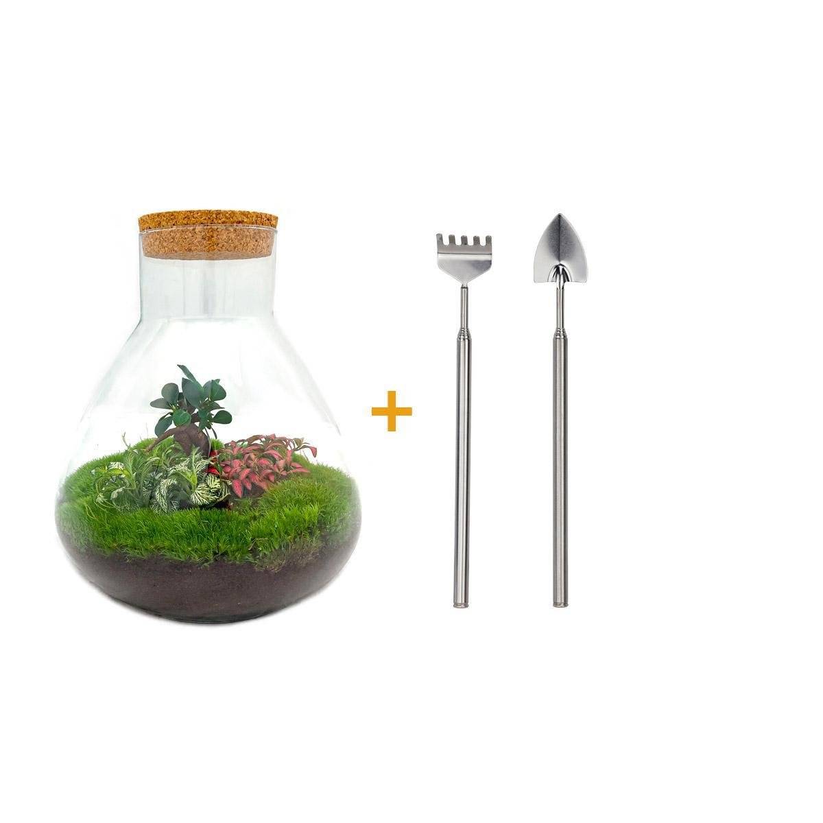 La Green Touch - Kit Terrarium DIY - SAMOS- La Green Touch Sans LED Ficus + Fittonia Rouge et Verte - Rateau + Pelle