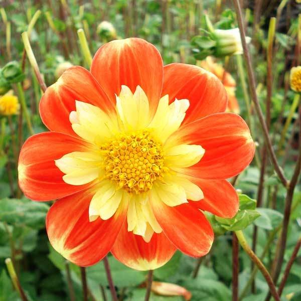 Dahlia collerette Pooh Bulbe calibre I