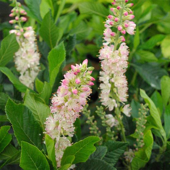 Clethra alnifolia Rosea Pot de 3L/4L