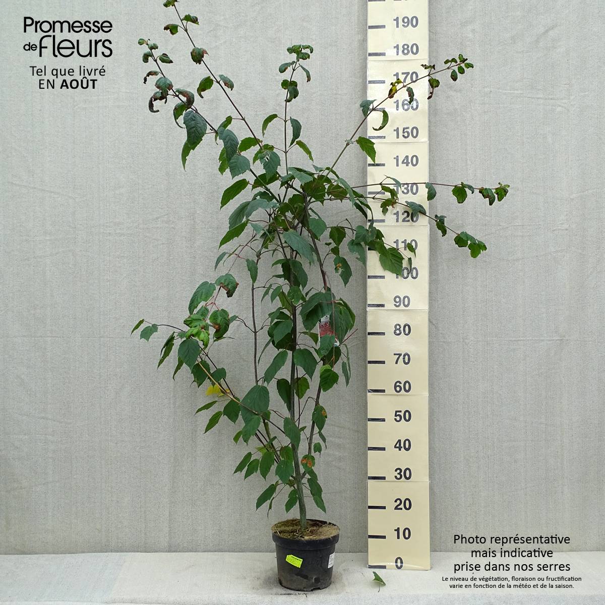 Erable à peau de serpent - Acer capillipes Pot de 7,5L/10L, Baliveau - Image 2