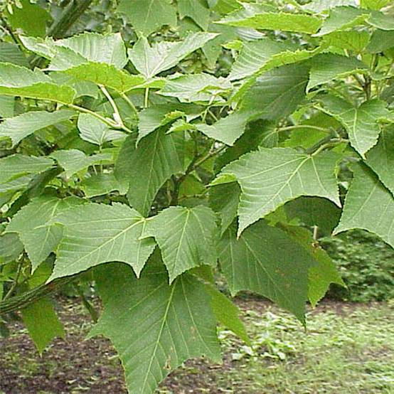 Erable à peau de serpent - Acer capillipes Pot de 7,5L/10L, Baliveau - Image 1