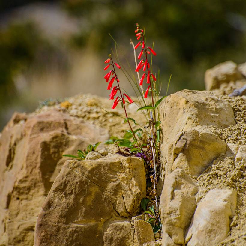 Promesse de Fleurs - Penstemon eatonii - Penstémon d'Eaton, galane Godet de 8/9 cm