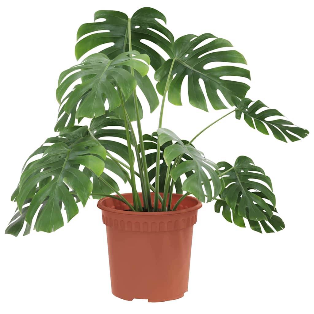 Lot 6 Pots de fleurs ronds plastique pour Balcon Jardin avec Drainage Ø 15 cm Rouge Brique - ComfortXL Outdoor Living - Image 3