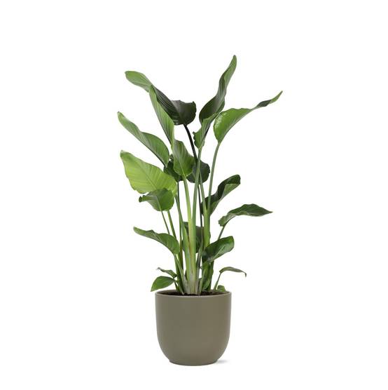 Strelitzia Nicolai et son pot- La Green Touch Olive - Hauteur 120cm