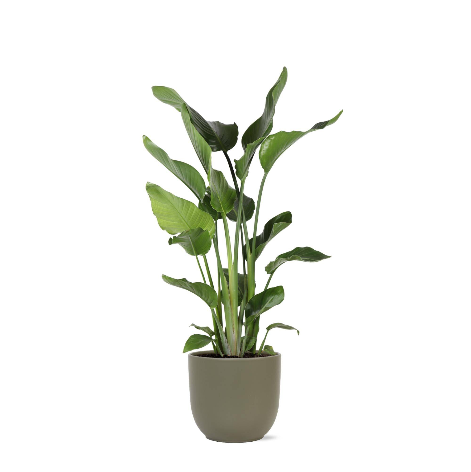 Strelitzia Nicolai et son pot- La Green Touch Olive - Hauteur 120cm