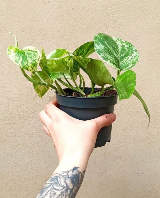 Epipremnum "pothos" Marble Queen Medium D. 12cm H. 25cm - Plante d'intérieur - IndoorPoppies - Image 1