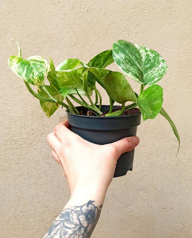 Epipremnum "pothos" Marble Queen Medium D. 12cm H. 25cm - Plante d'intérieur - IndoorPoppies - Image 1