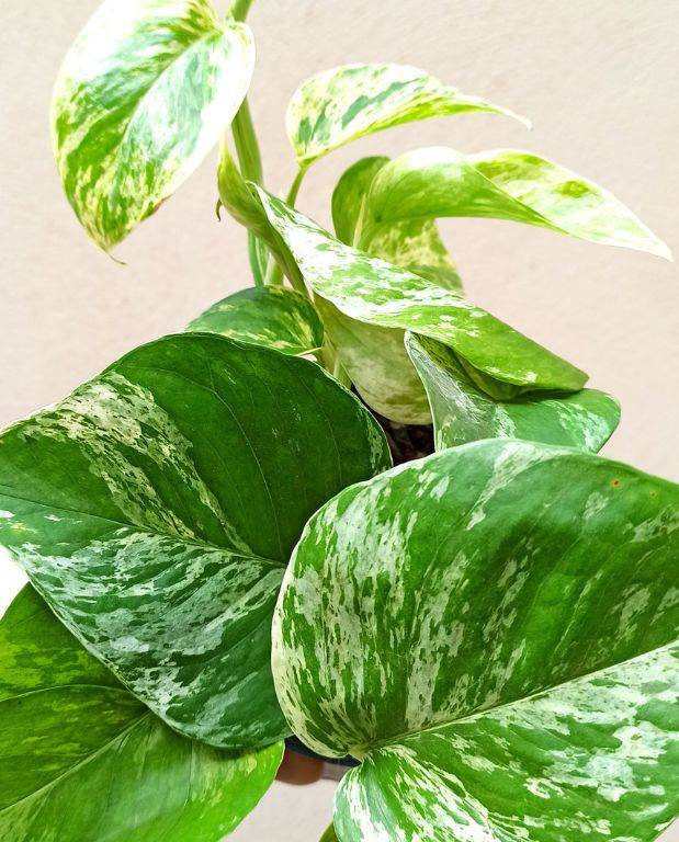 Epipremnum "pothos" Marble Queen Medium D. 12cm H. 25cm - Plante d'intérieur - IndoorPoppies - Image 2