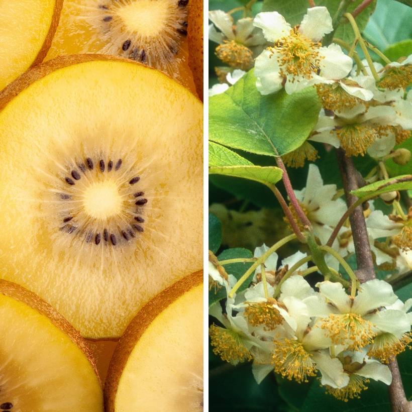 Promesse de Fleurs - Collection Kiwis jaunes kiw'Happy mâle et femelle - Collection de 2 plantes
