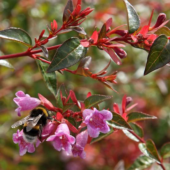 Abelia Edward Goucher Pot de 1L/1,5L - Image 1