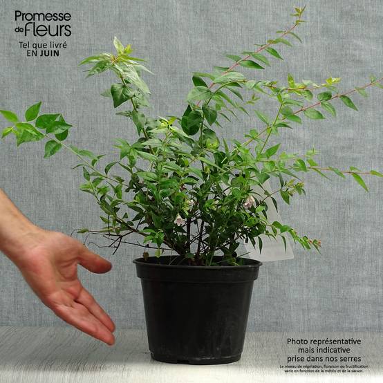 Abelia Edward Goucher Pot de 1L/1,5L - Image 2