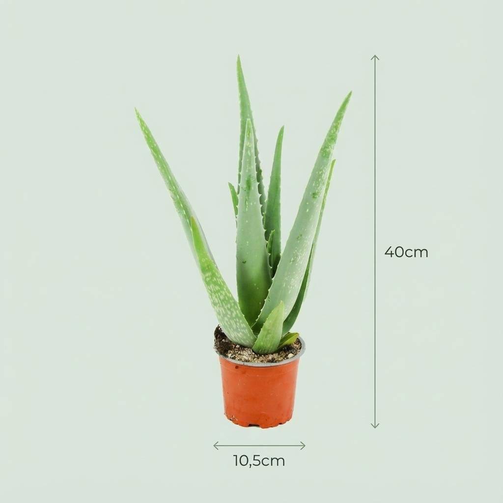 La Green Touch - Aloë Vera - H40cm - Image 4