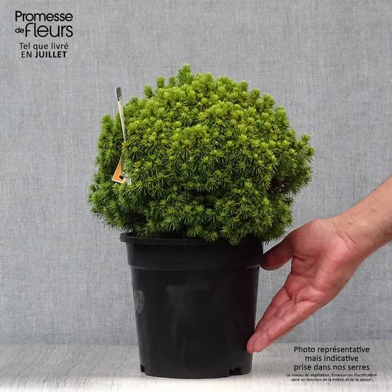 Epinette blanche - Picea glauca Alberta Globe Pot de 2L/3L - Image 2