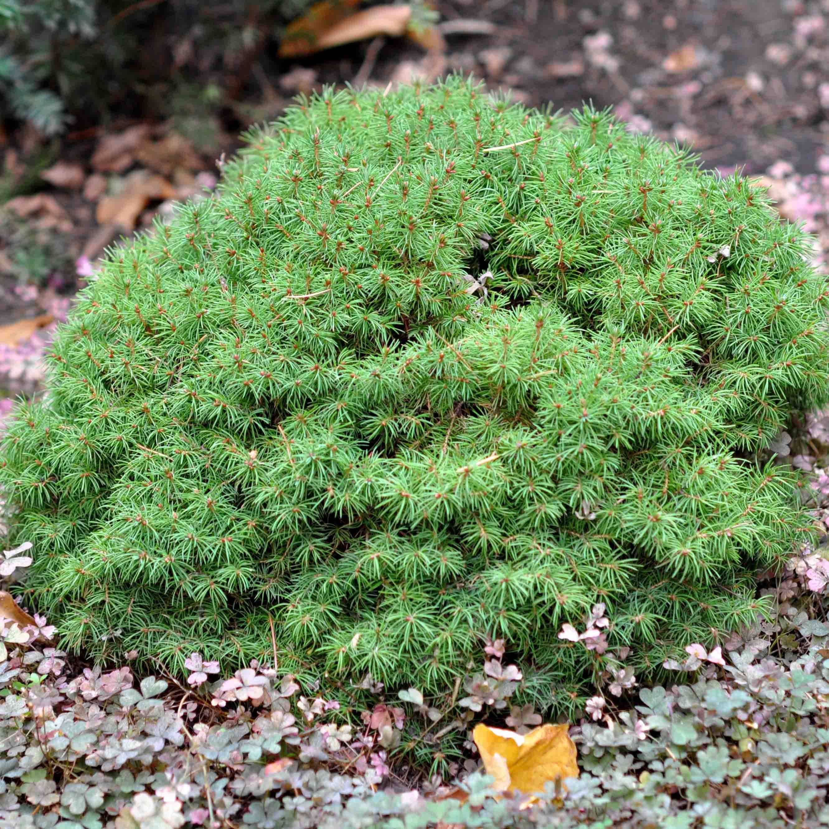 Epinette blanche - Picea glauca Alberta Globe   Pot de 2L/3L - Image 1