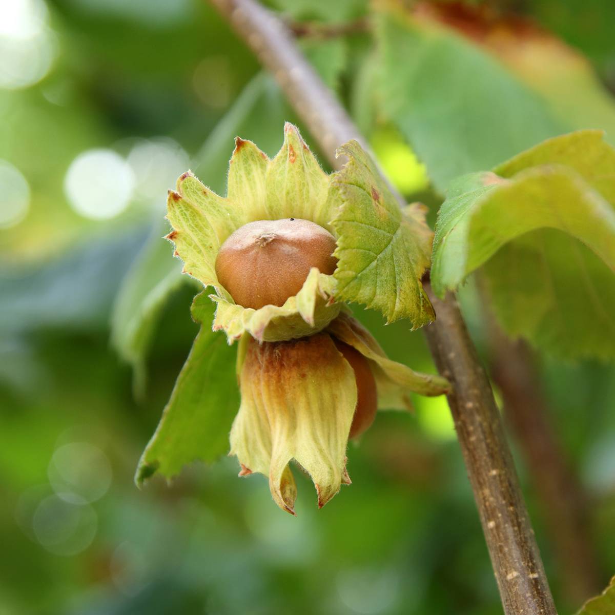 Promesse de Fleurs - Noisetier - Corylus avellana Tonda Gentile Trilobata Pot de 1,5L/2L