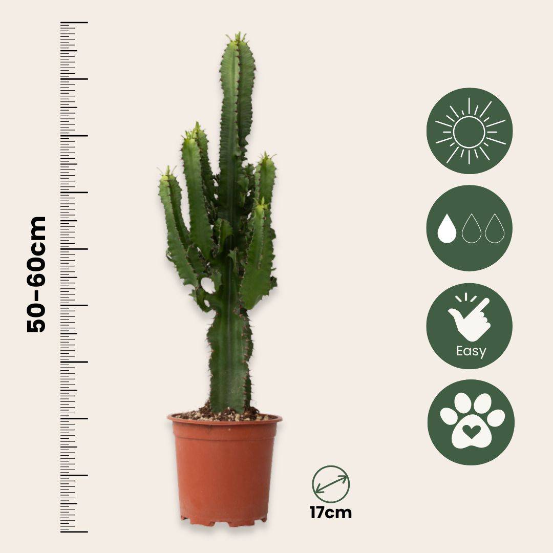 Euphorbe ingens - Euphorbia ingens - Hauteur 50-60cm - ⌀17cm - Image 6