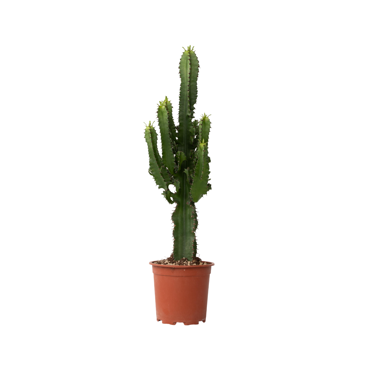 Euphorbe ingens - Euphorbia ingens - Hauteur 50-60cm - ⌀17cm - Image 1