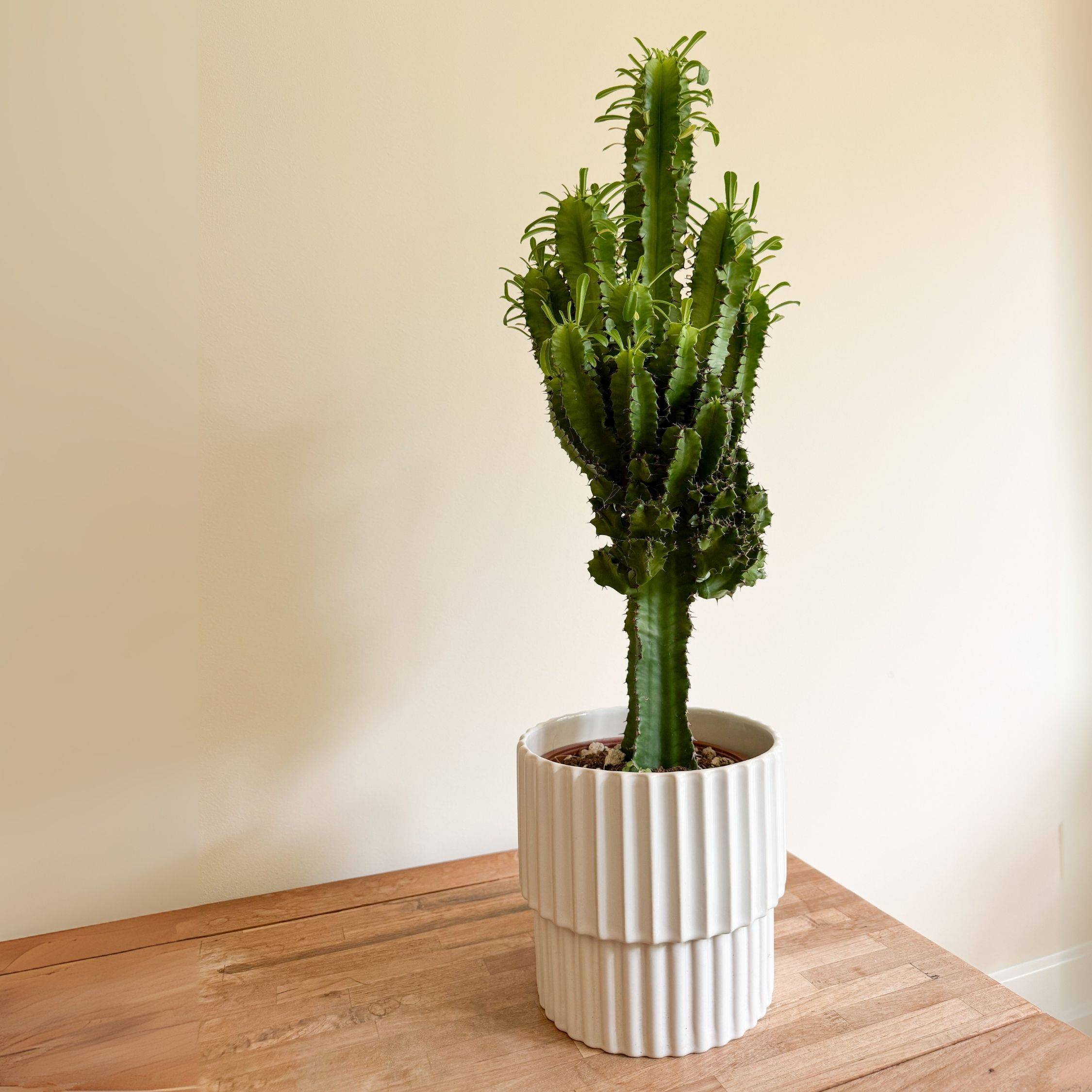 Euphorbe ingens - Euphorbia ingens - Hauteur 50-60cm - ⌀17cm - Image 3