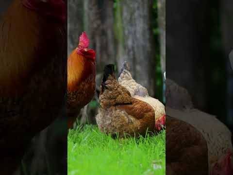Chick'a - Supplément alimentaire à base de probiotiques pour volailles CHICK'A 360g - Imagen 4