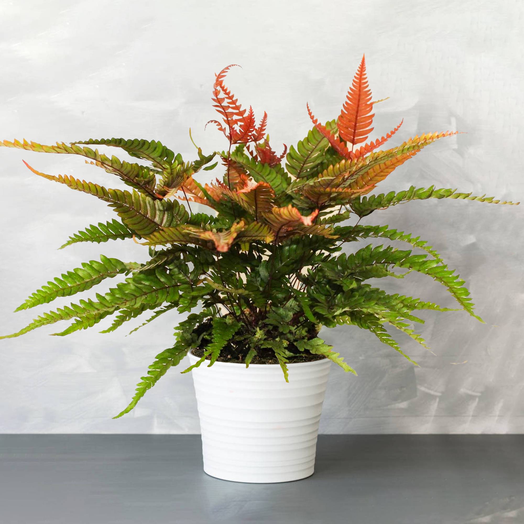 Gardenersdream - Pteris Tricolor - Fougère D’Intérieur | De 25 À 35 Cm Avec Pot |  Plantes D'Intérieur - GardenersDream - Image 1