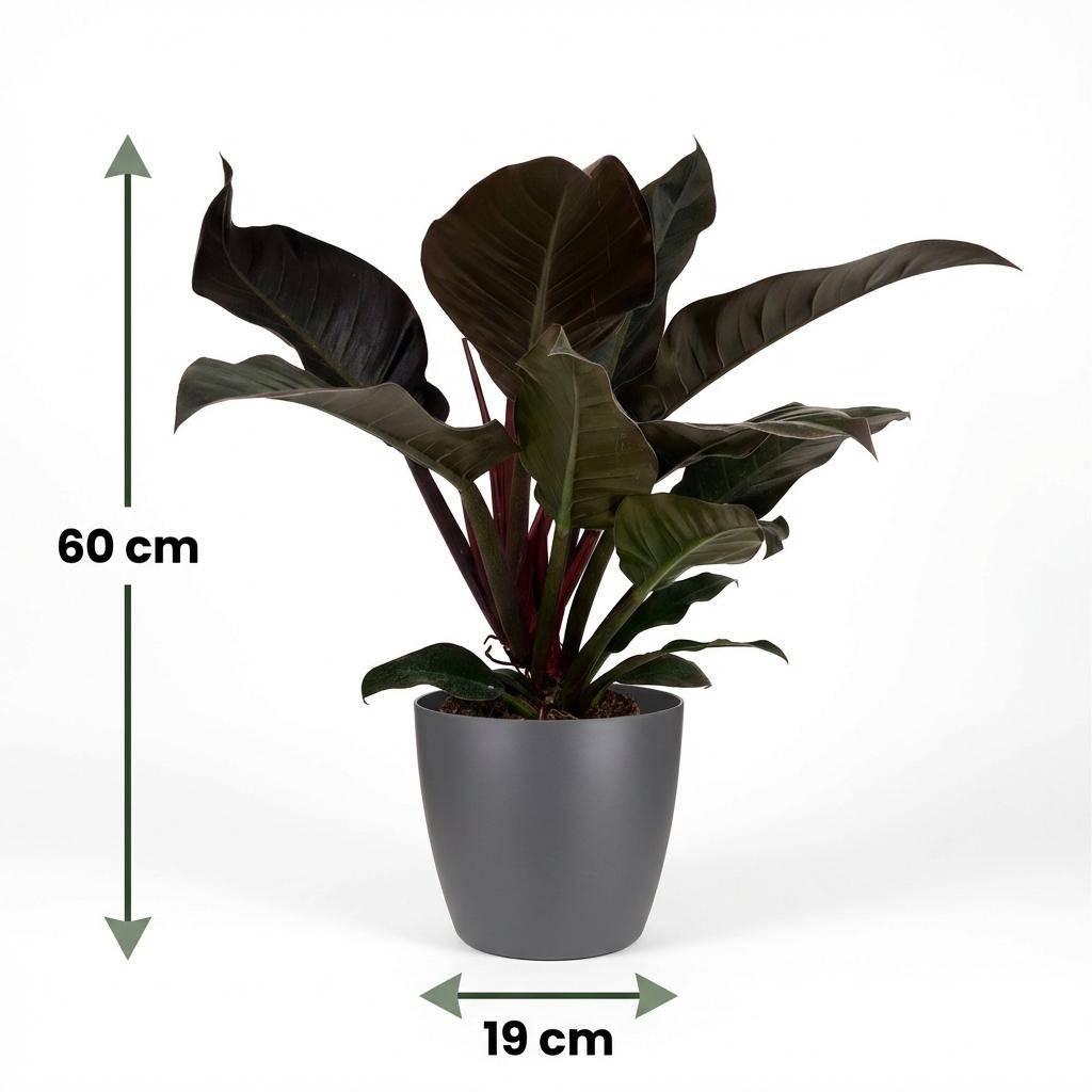 Philodendron Imperial Red - Pot de 19cm - Hauteur 60cm - Gris - Plantes d'intérieur - Image 5