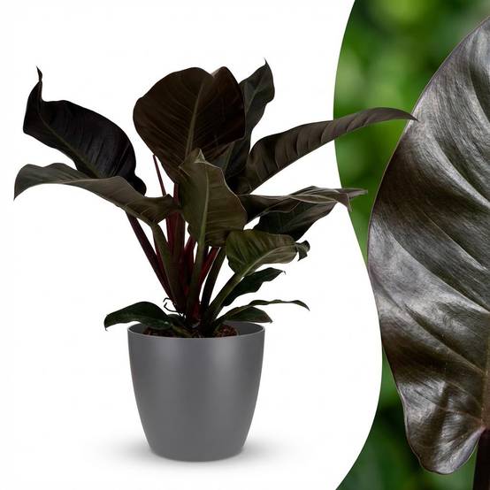 Philodendron Imperial Red - Pot de 19cm - Hauteur 60cm - Gris - Plantes d'intérieur - Image 2