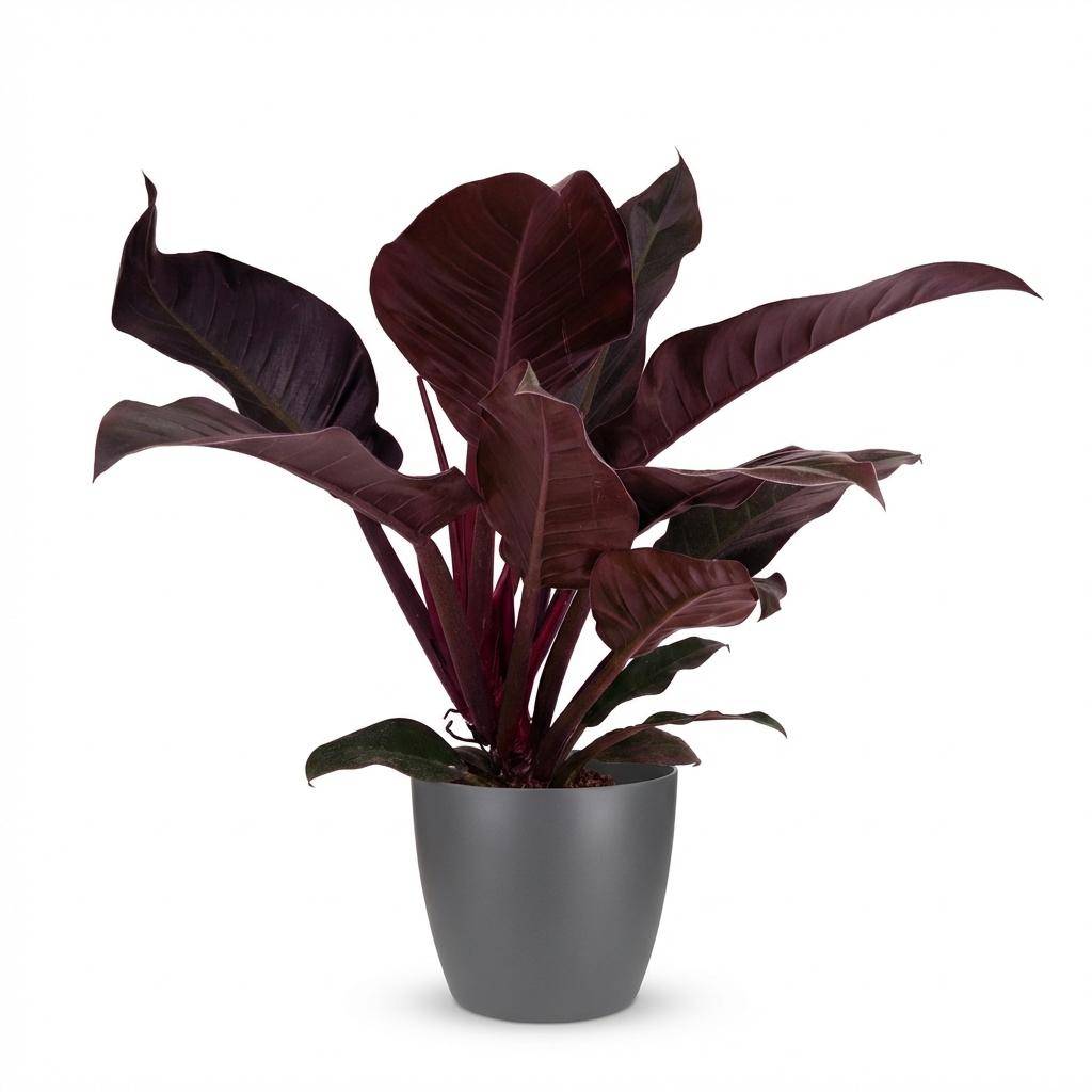 Philodendron Imperial Red - Pot de 19cm - Hauteur 60cm - Gris - Plantes d'intérieur