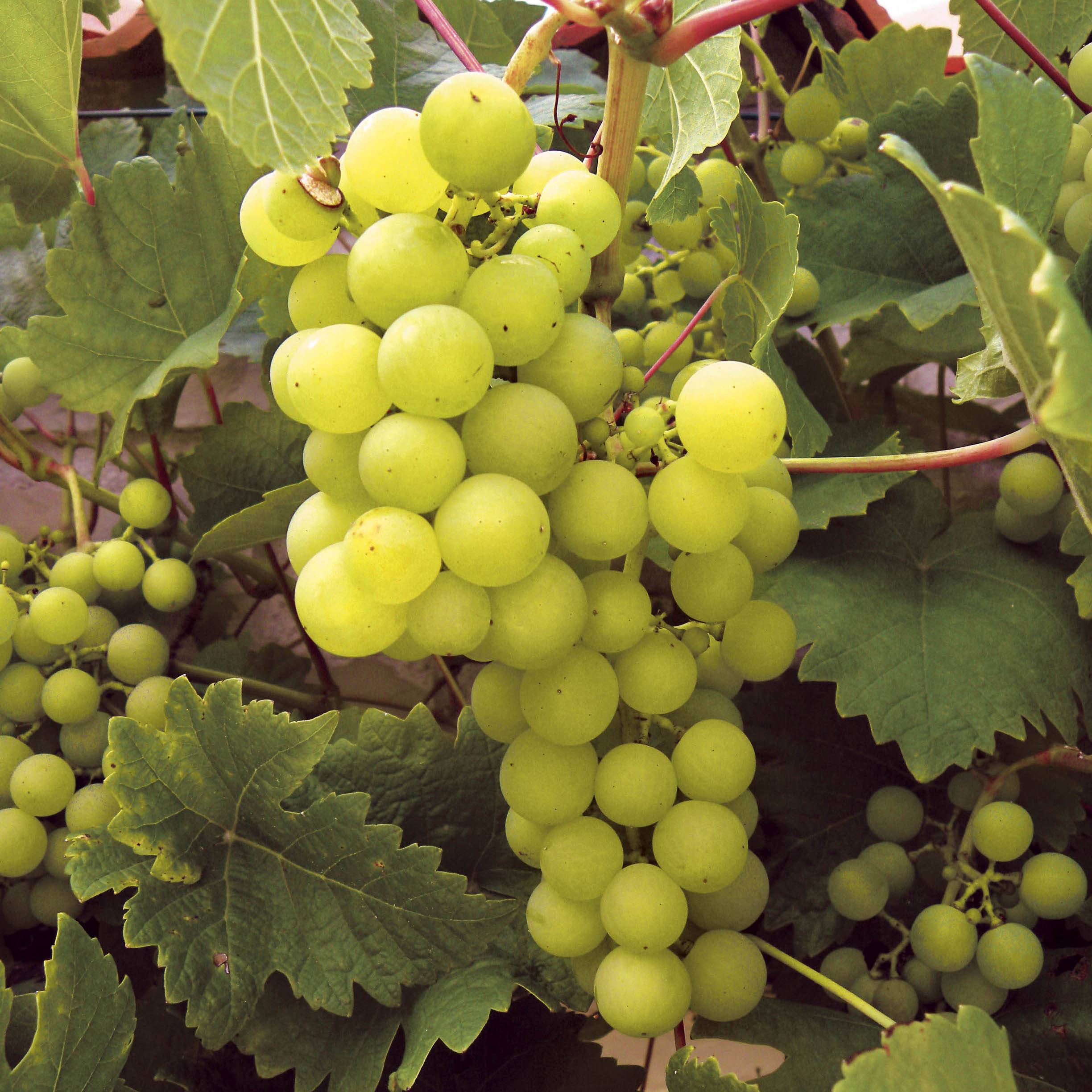 Promesse de Fleurs - Vigne Ampelia Perdin Pot de 1,5L/2L
