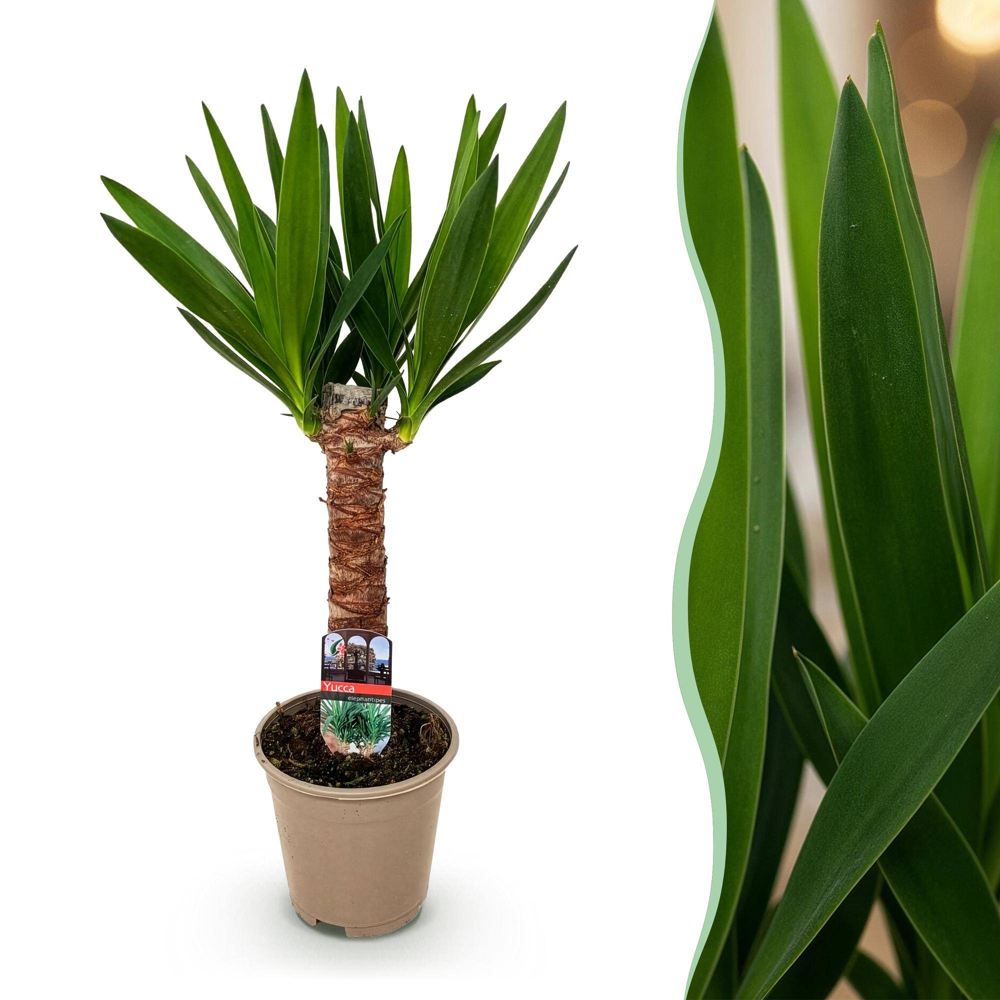 Yucca - Yucca elephantipes - Ø14cm - ↕55cm - Plantes d’intérieur