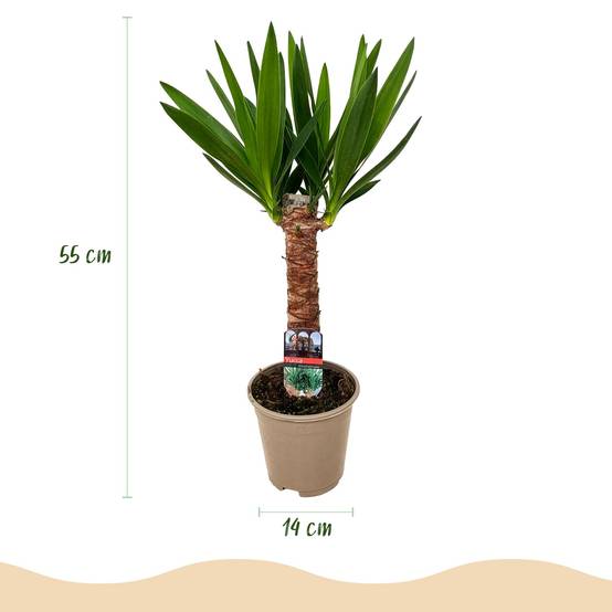Yucca - Yucca elephantipes - Ø14cm - ↕55cm - Plantes d’intérieur - Image 3