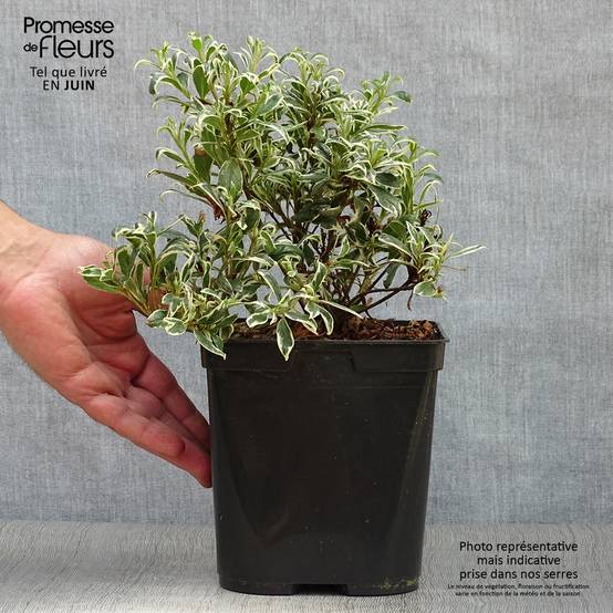 Azalée du Japon Silver Queen - Rhododendron hybride Pot de 2L/3L - Image 2