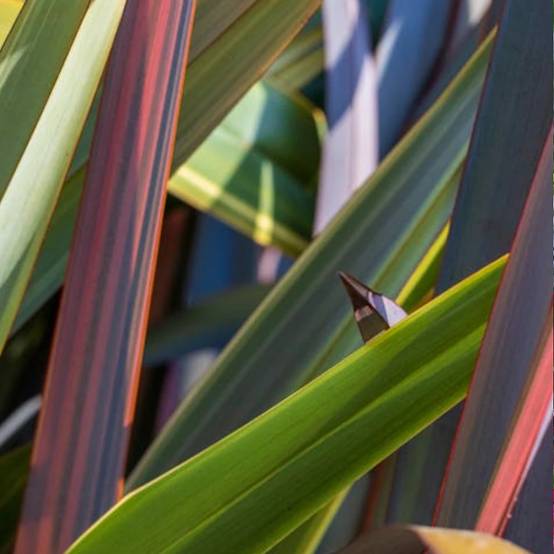 Lin de Nouvelle-Zélande Wings of Gold, Phormium - Pot de 4L - 20/40 cm - Image 1