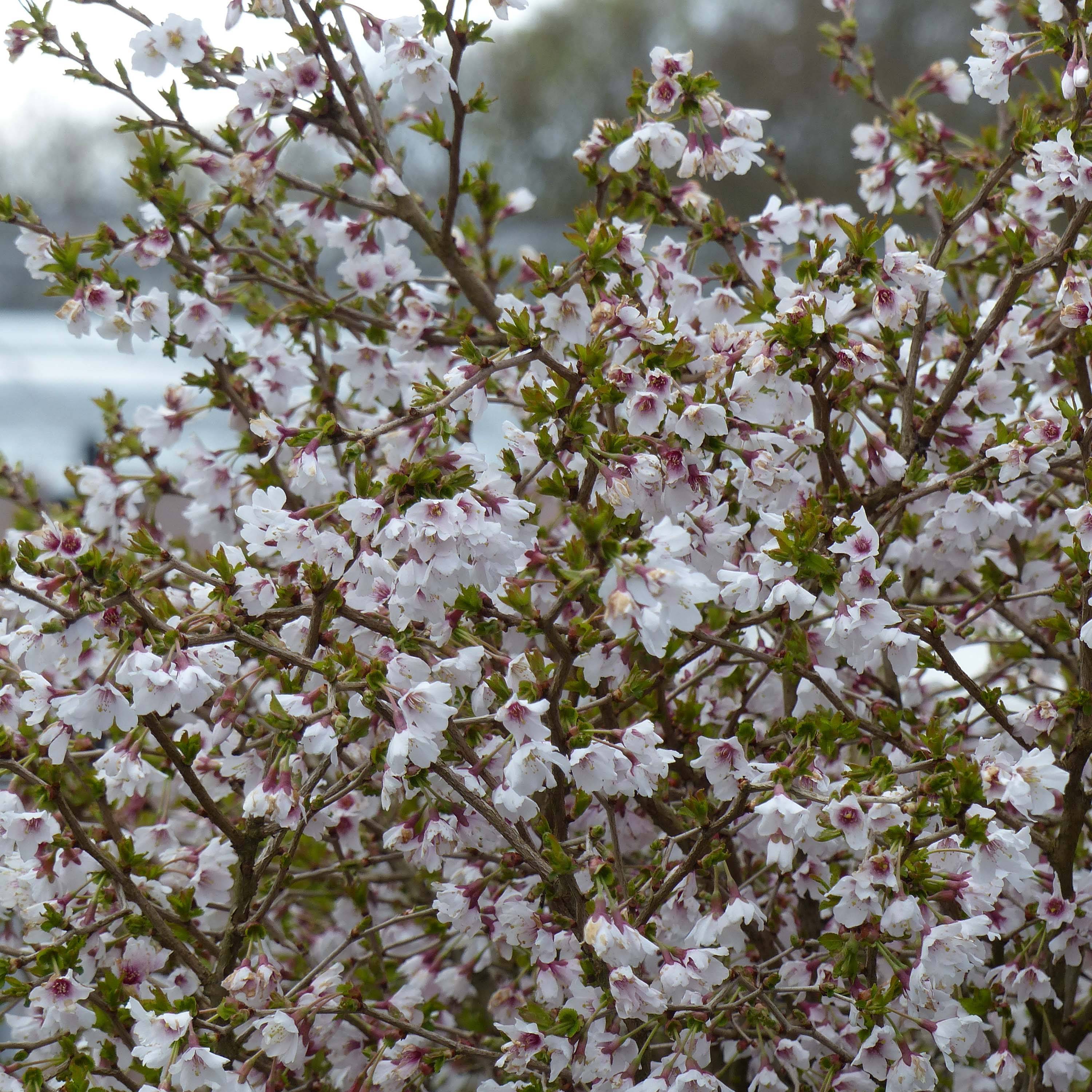 Promesse de Fleurs - Cerisier à fleurs nain du Japon - Prunus incisa Kojo no mai Pot de 4L/5L, Tige