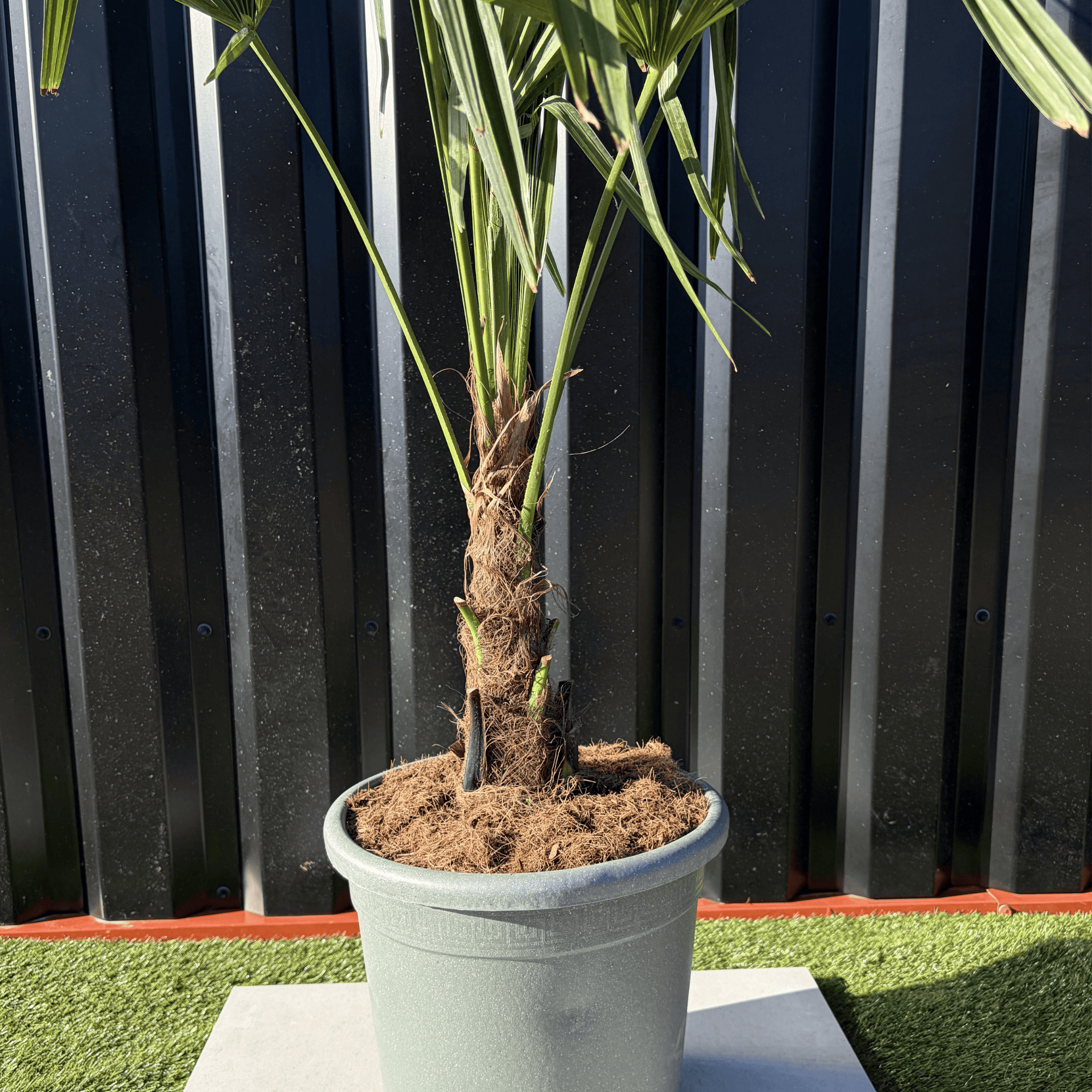 Palmier Trachycarpus Fortunei Tronc de 15/20 cm, H.100 cm - Image 3