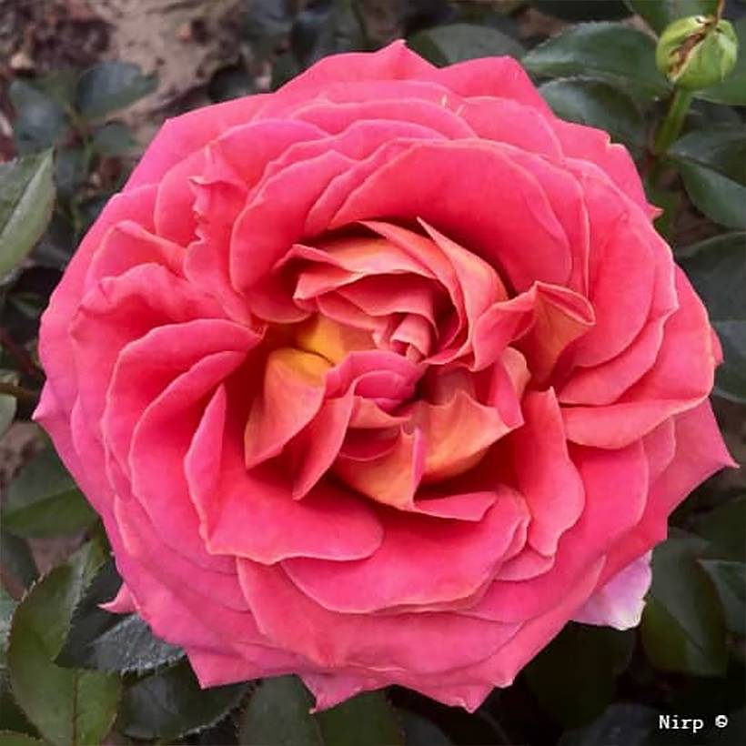 Promesse de Fleurs - Rosier à grandes fleurs Broadway Racines nues en motte