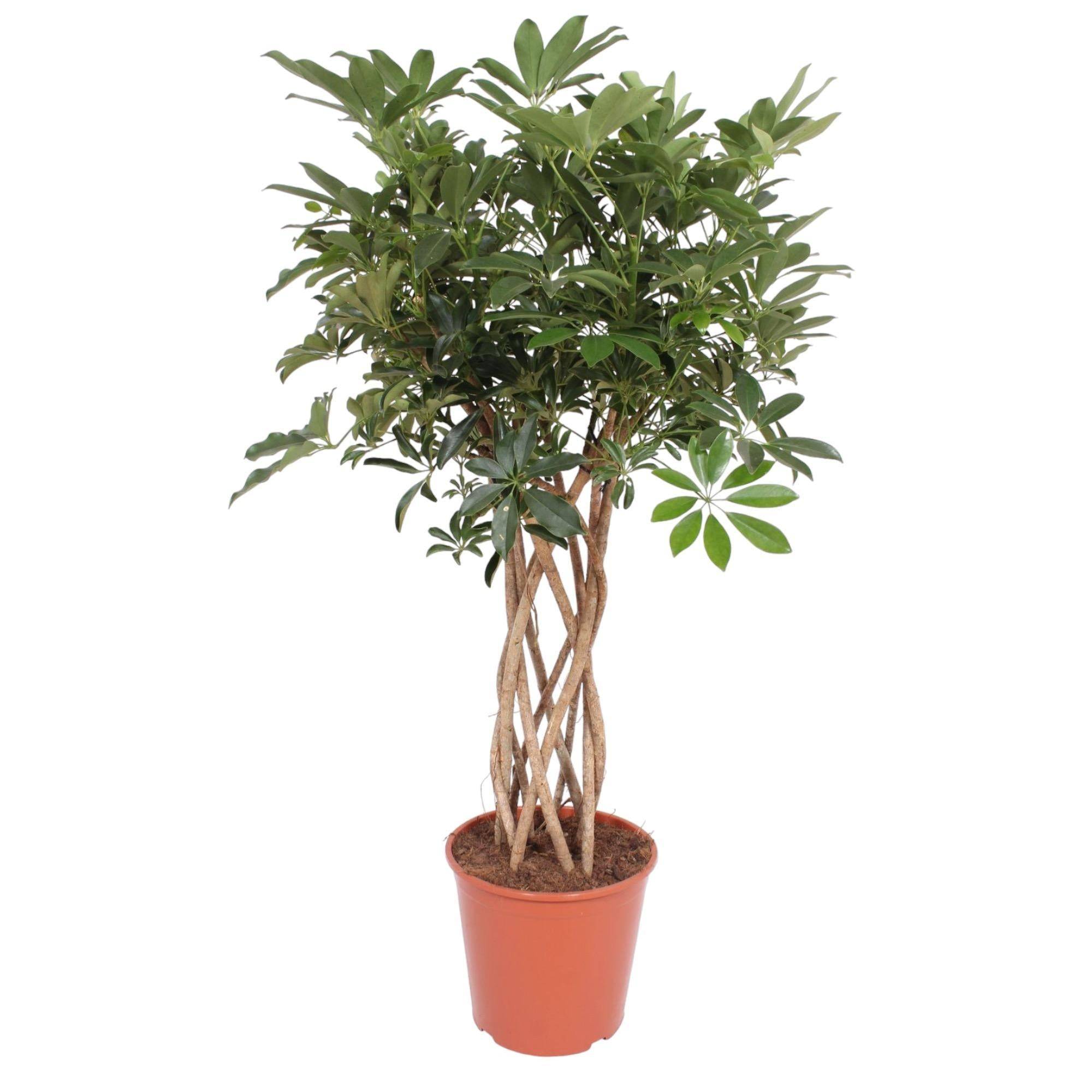La Green Touch - Schefflera Arboricola Compacta Tronc Tressé - D30 H130cm
