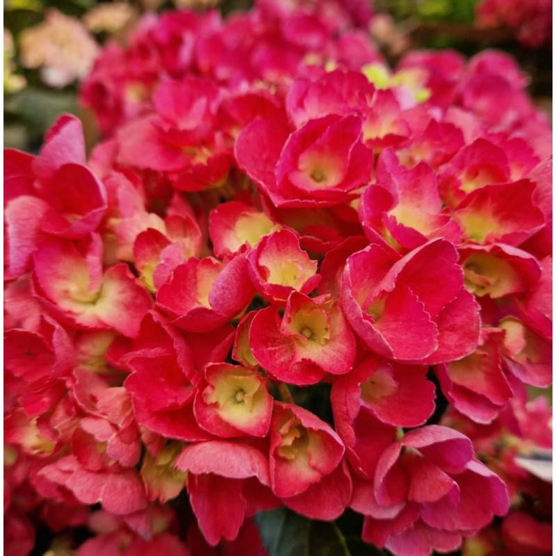 Hortensia Julisa, Hydrangea macrophylla à fleurs Rouge - feuillage Caduc - Pot de 1,5L - 20/40 cm- hauteur à maturité De 1,00 m à 1,50 m - Image 1