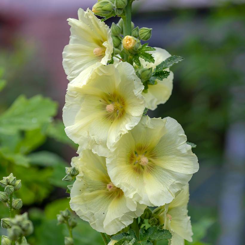 Promesse de Fleurs - Rose trémière - Alcea rosea Sunshine Godet de 8/9 cm