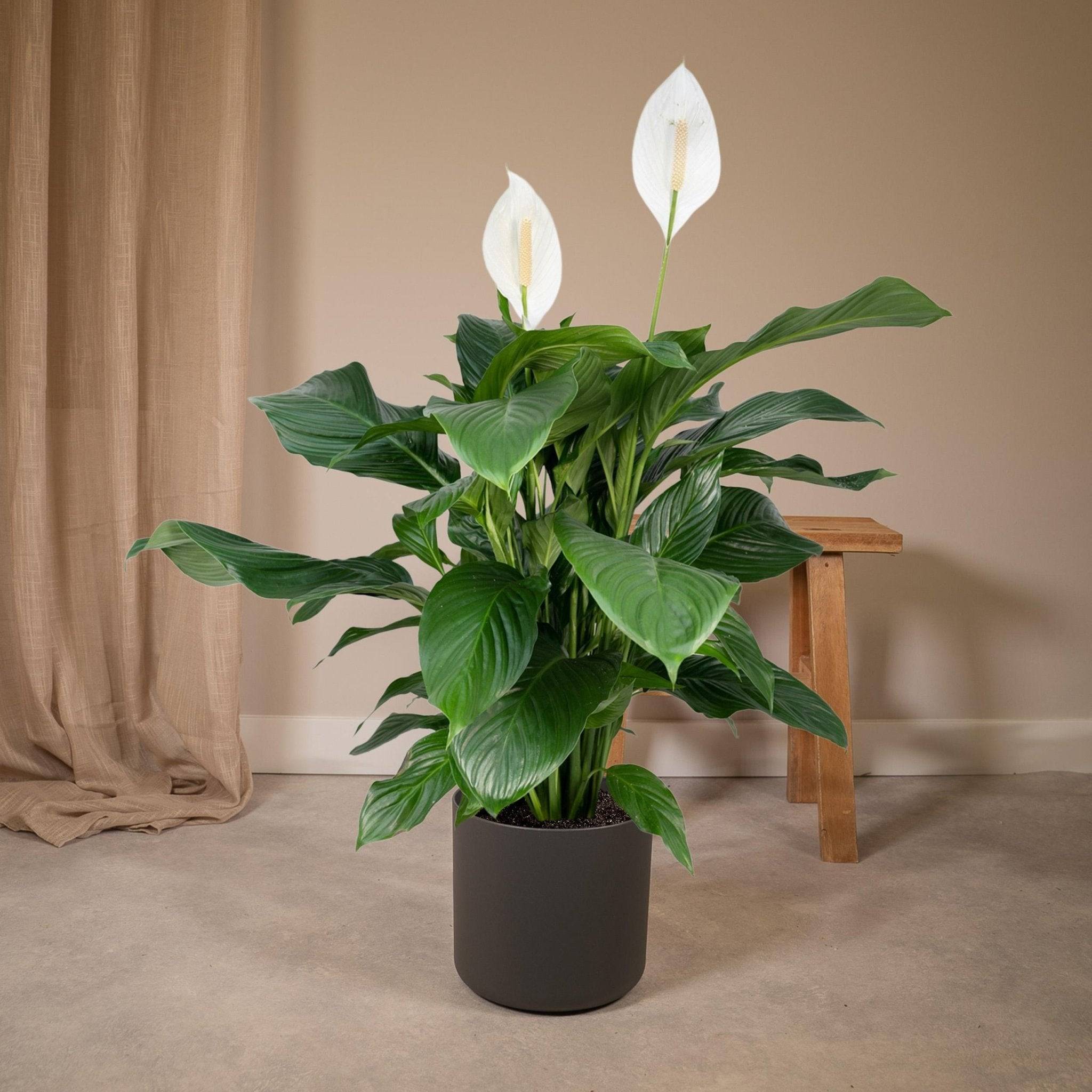 La Green Touch - Spathiphyllum 80cm - Plante d'intérieur- La Green Touch - Image 3