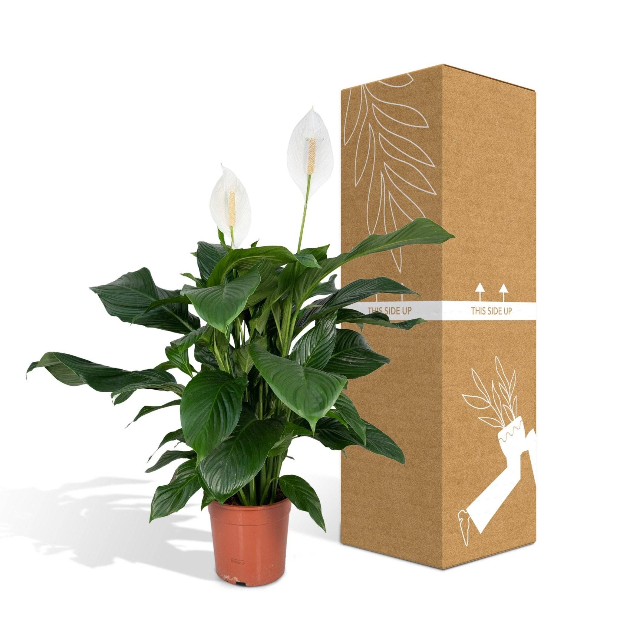 La Green Touch - Spathiphyllum 80cm - Plante d'intérieur- La Green Touch - Image 6