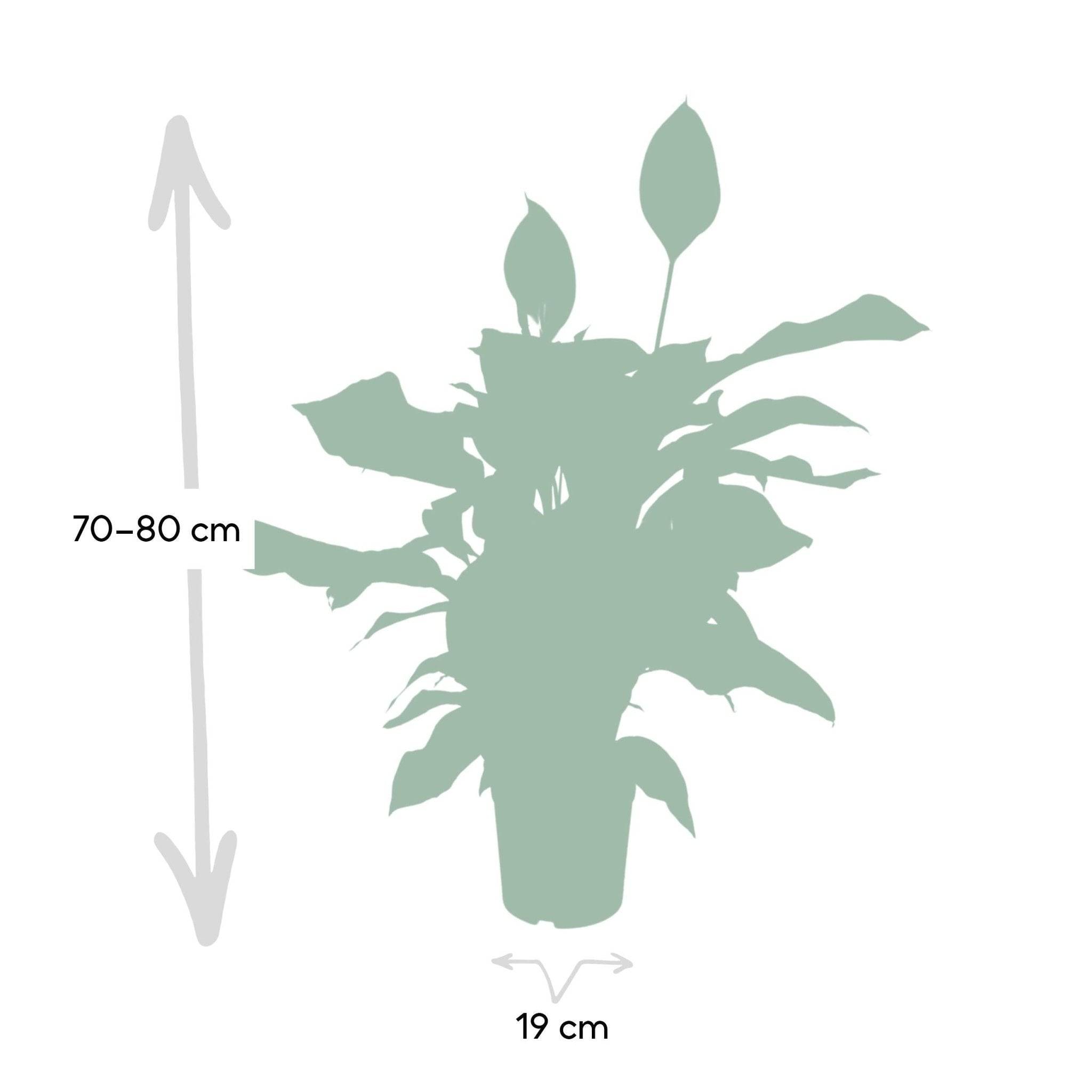 La Green Touch - Spathiphyllum 80cm - Plante d'intérieur- La Green Touch - Image 5