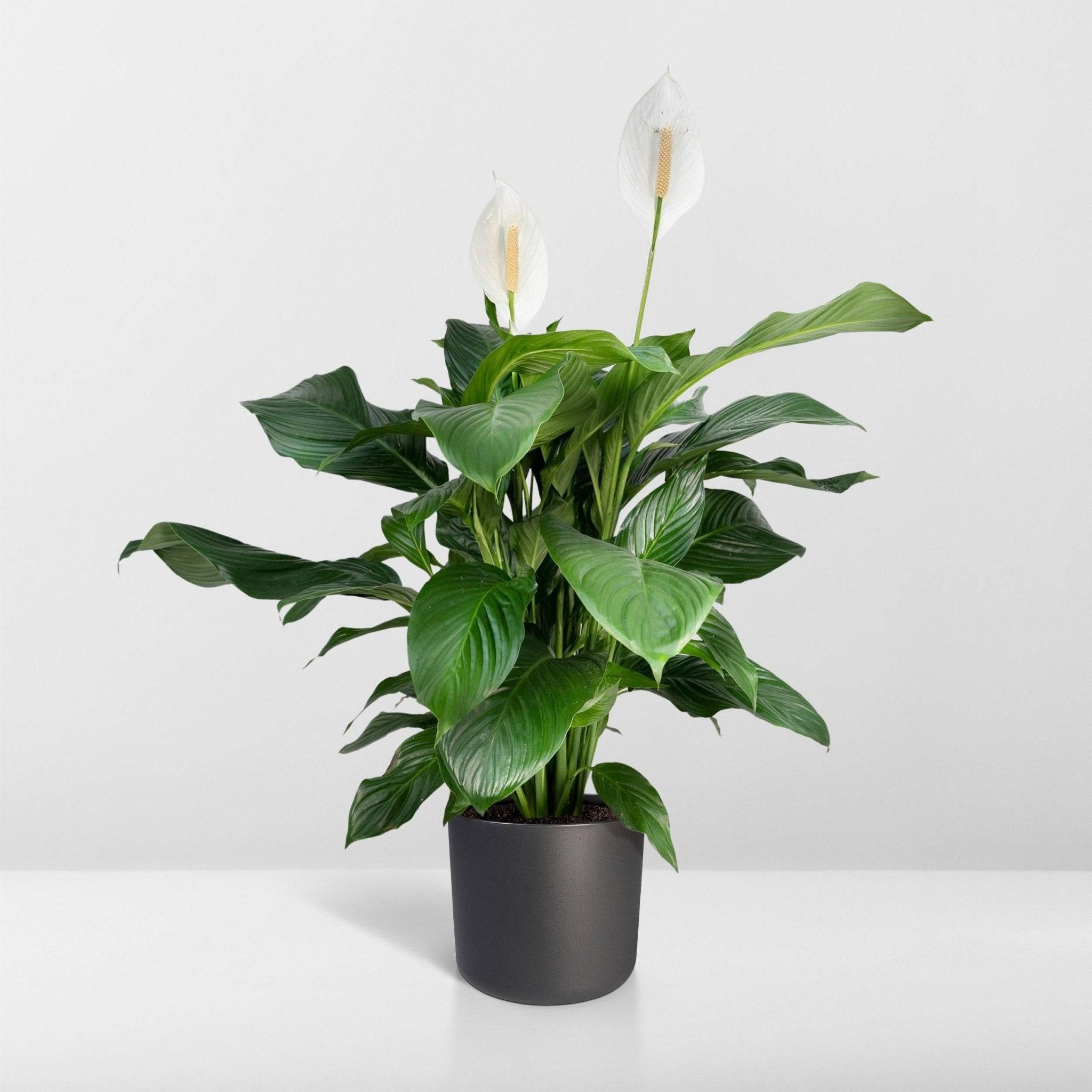 La Green Touch - Spathiphyllum 80cm - Plante d'intérieur- La Green Touch - Image 7