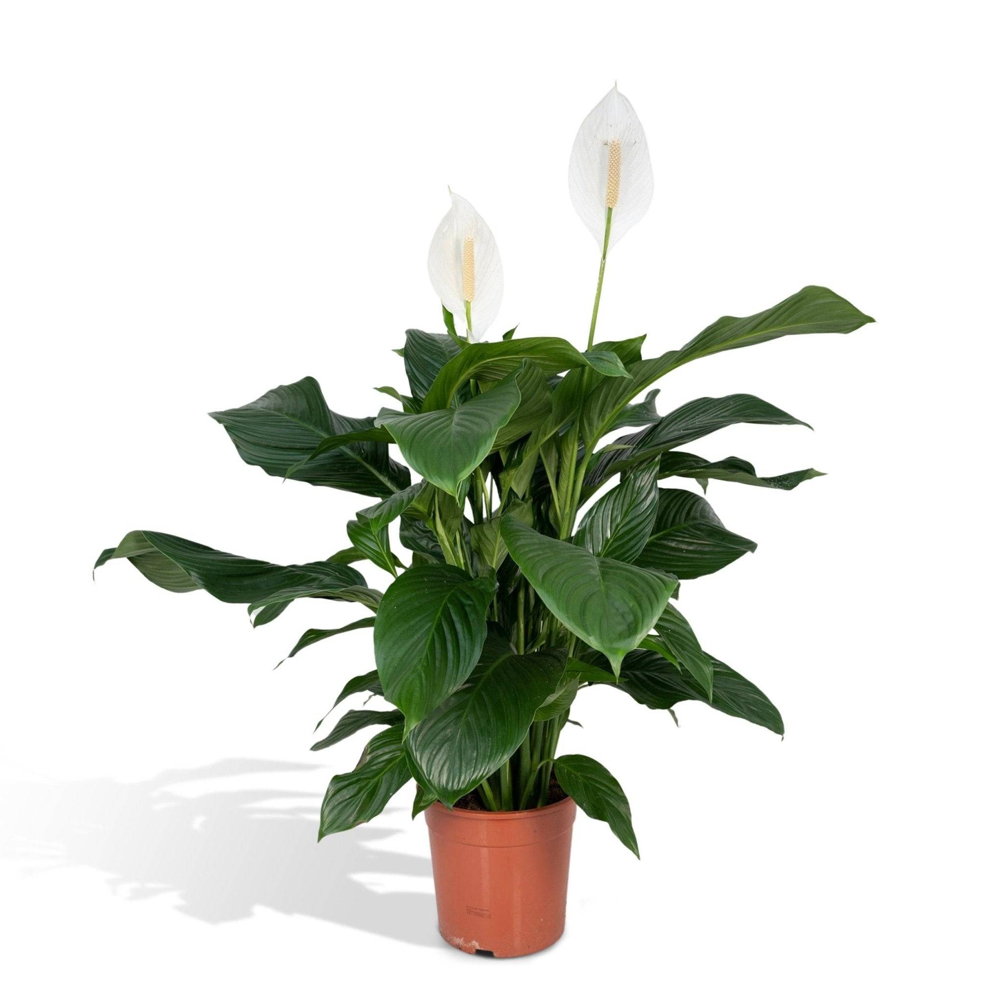 La Green Touch - Spathiphyllum 80cm - Plante d'intérieur- La Green Touch - Image 2