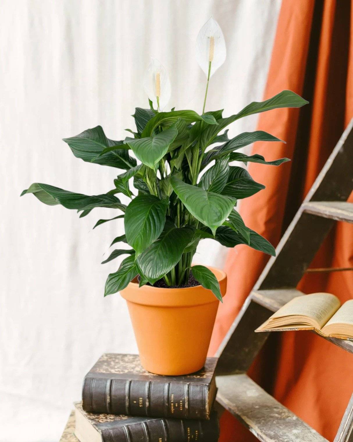 La Green Touch - Spathiphyllum 80cm - Plante d'intérieur- La Green Touch - Image 1