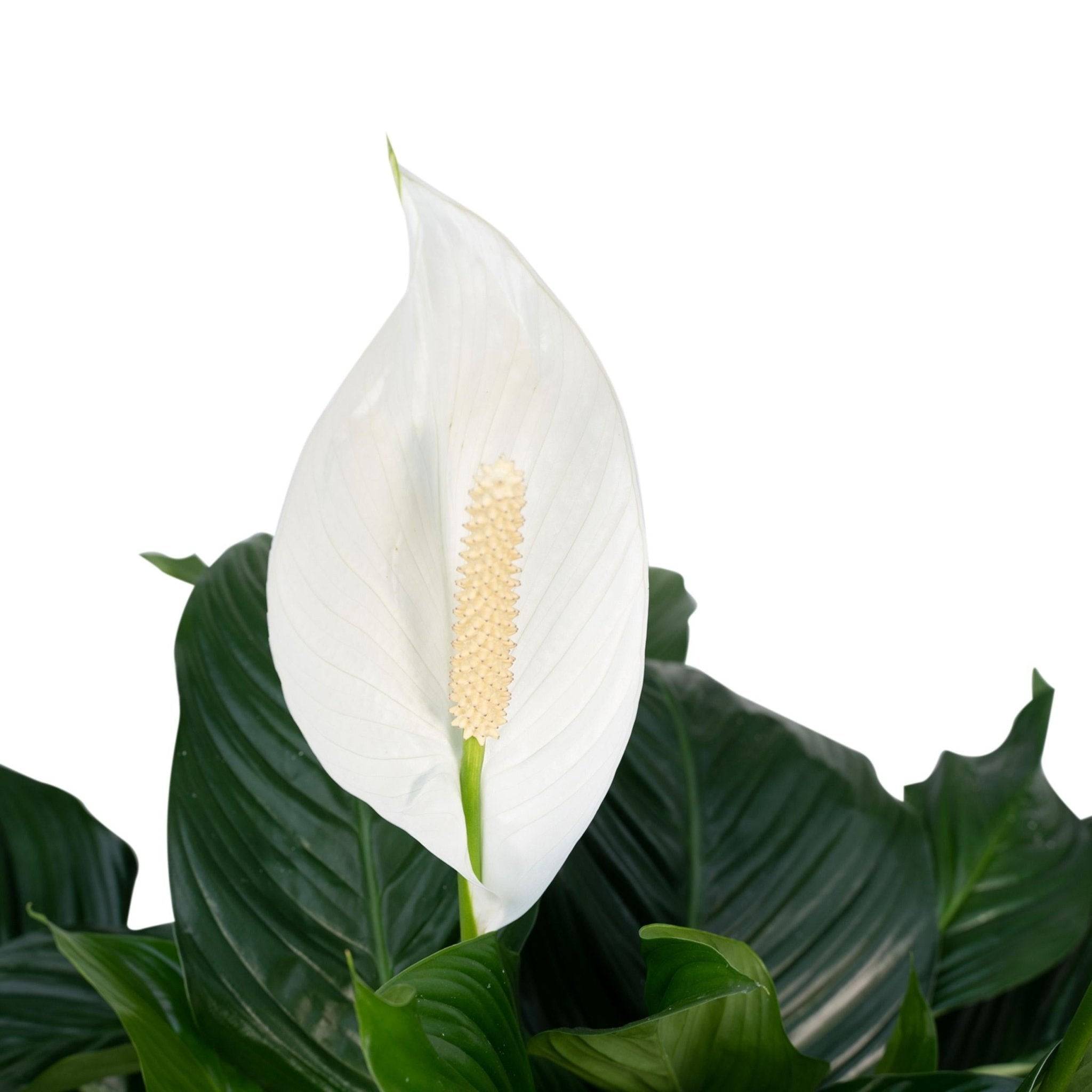 La Green Touch - Spathiphyllum 80cm - Plante d'intérieur- La Green Touch - Image 4